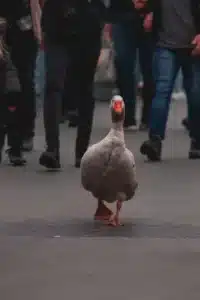 Imagen relacionada con el título: Animales bípedos: caminar con dos patas y adaptación evolutiva