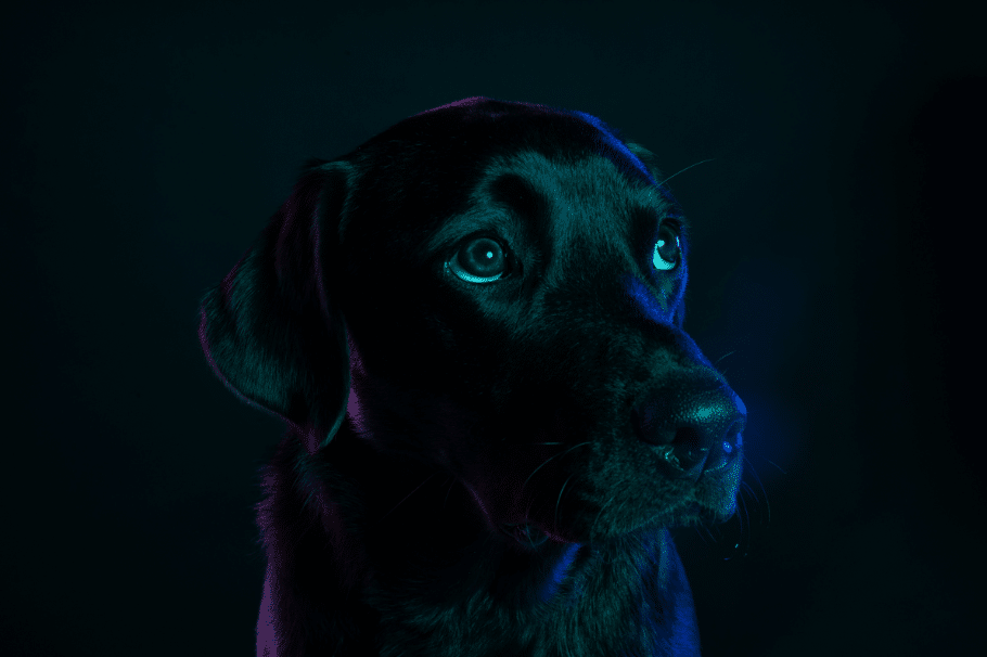 Soñar con un Perro Negro: ¿Qué Significa?