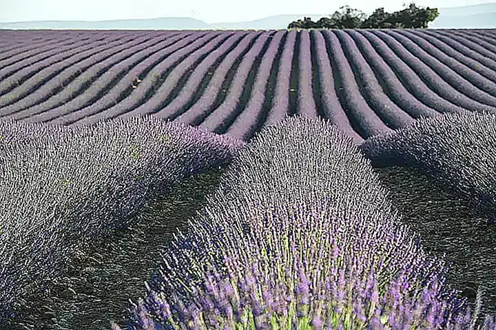 Imagen relacionada con el subtítulo h2: Características esenciales de la tragedia