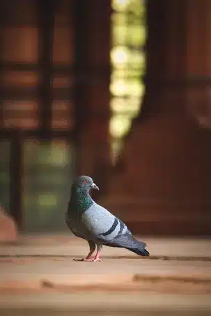 Imagen relacionada con el subtítulo h2: Características generales de las aves
