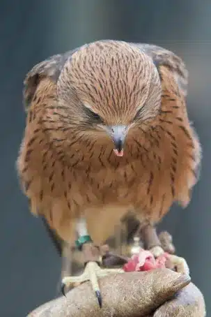 Imagen relacionada con el subtítulo h2: Carnívoros: depredadores y su dieta