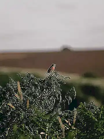 Imagen relacionada con el subtítulo h2: Descripción física y hábitat