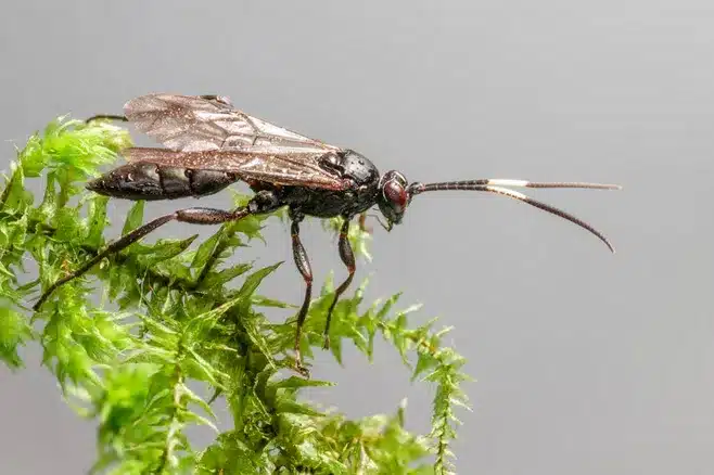 Imagen relacionada con el subtítulo h2: Diversidad de Insectos