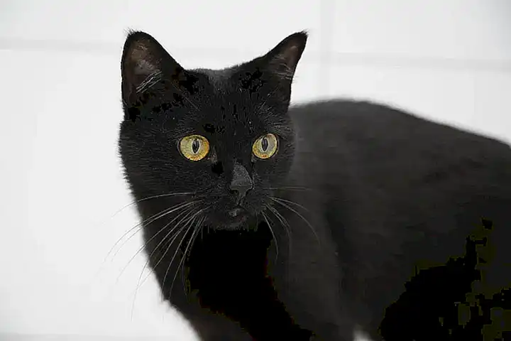 El impacto del soñar con un gato negro