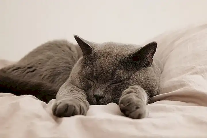 El papel del cerebro en el sueño