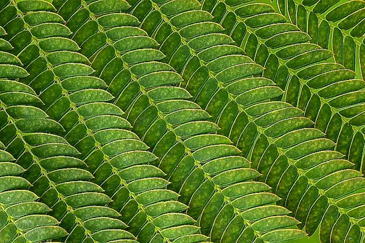 Estructuras comerciales