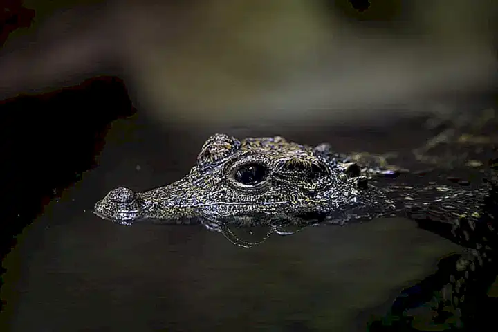 Fantasías y situaciones de peligro