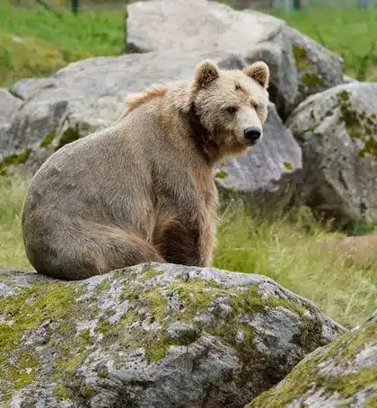 Imagen relacionada con el subtítulo h2: Importancia en los Ecosistemas