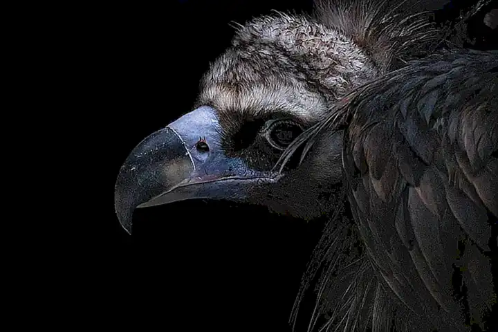 Interpretaciones de soñar con zopilotes