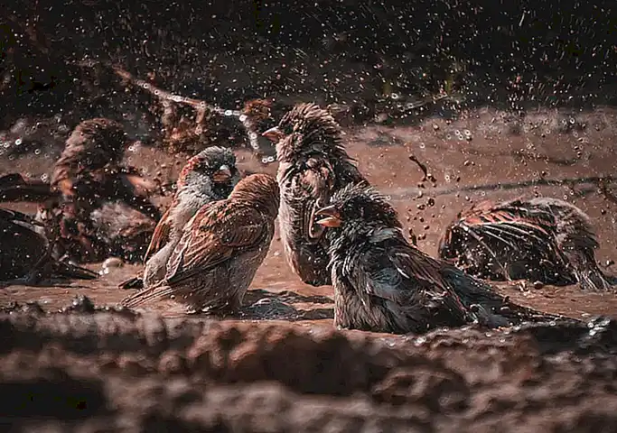 La Interpretación de Soñar con Lodo