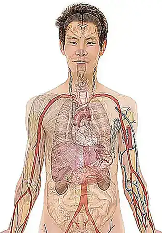 Imagen relacionada con el subtítulo h2: Organización del cuerpo humano