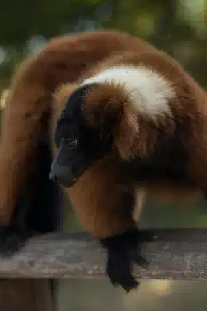 Imagen relacionada con el subtítulo h2: Origen del galicismo y su evolución