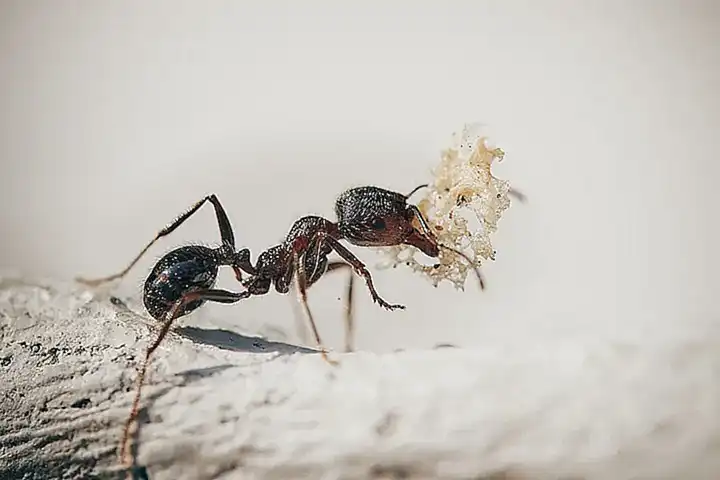 Reflexiones sobre el sueño con hormigas