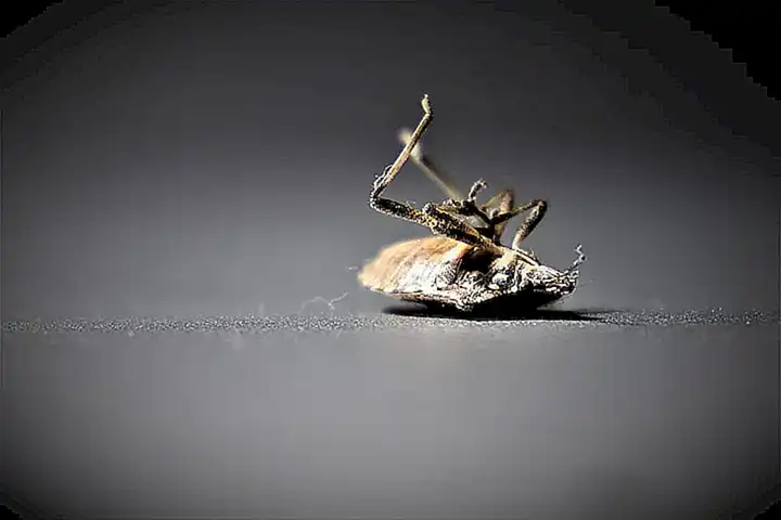 Simbolismo de chinches en el soporte