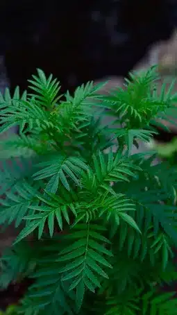 Imagen relacionada con el subtítulo h2: Tipos de sílabas: simples y compuestas